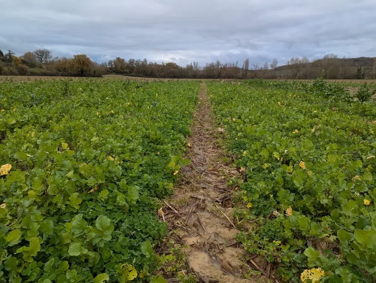 Mélange de trèfle incarnat, phacélie et radis fourrager semé au drone dans un maïs popcorn.