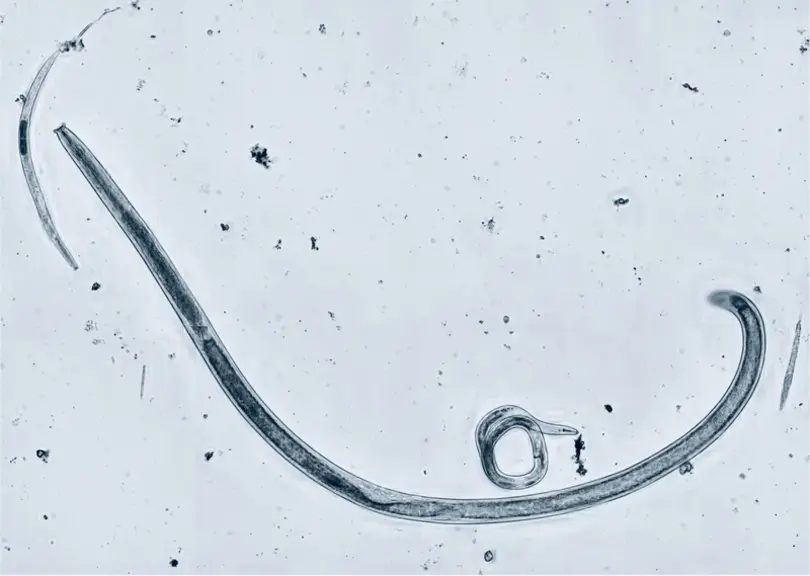 Nématodes