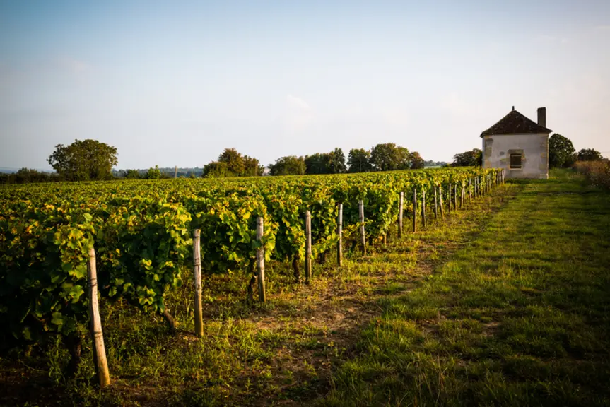 Finaliser un plan de filière à l'échelle du vignoble et valoriser la qualité, la complexité et la diversité des vins du Centre-Loire sont des objectif