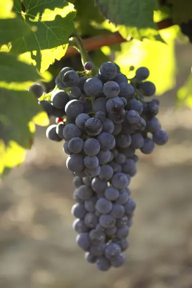 Le cabernet cortis est une variété vigoureuse, avec des grappes et des baies de taille moyenne.