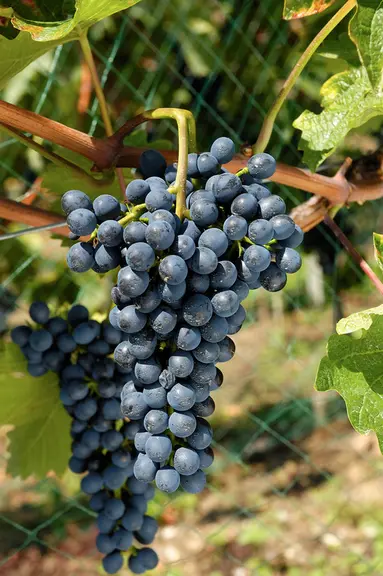 La variété résistante divico présente généralement de petites grappes plutôt lâches avec de petites baies. Les feuilles, d'un vert moyen à foncé, ont