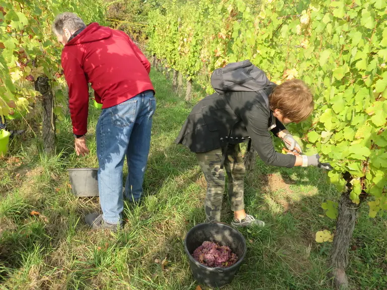 En Alsace, 22 domaines proposent l'activité de vendangeur d'un jour à des oenotouristes désireux de vivre un moment authentique et privilégié. © Office de tourisme Vallée de Kaysersberg