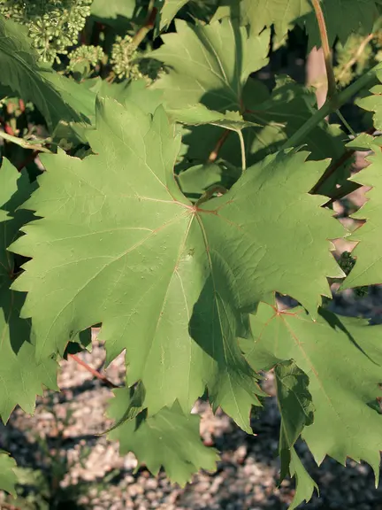 Le chambourcin présente des feuilles au limbe lisse, au sinus latéraux peu profonds et aux dents longues. Les baies et les grappes sont de taille moye