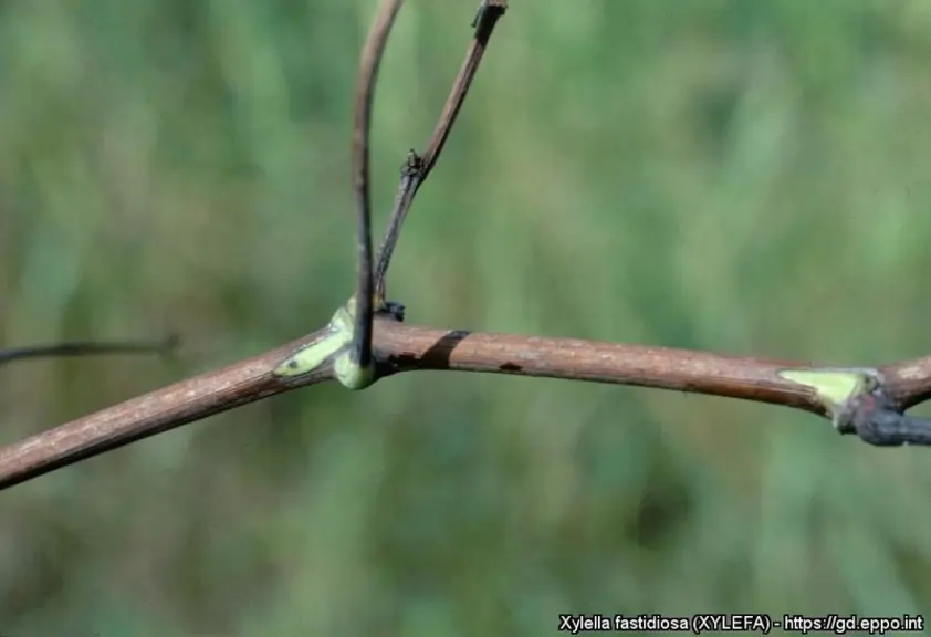 Les îlots de verdure au niveau des nœuds sont caractéristiques de la maladie. © M. Scortichini