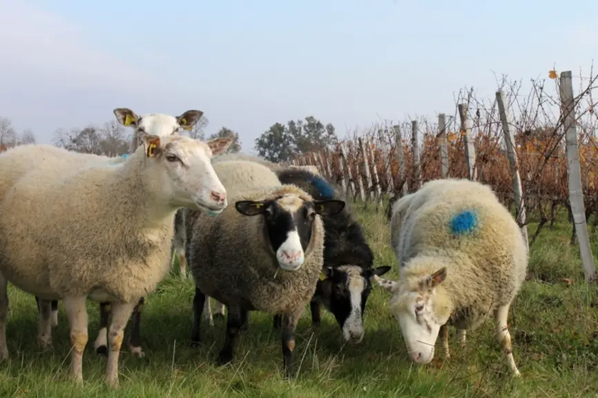Le projet Brebis-Link se déroule sur une parcelle du lycée agricole de La Brie à Monbazillac. © Chambre d'agriculture de la ...