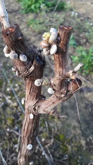 En cas d’infestation, il faut intervenir avant que les escargots ne montent sur les ceps. © De Sangosse