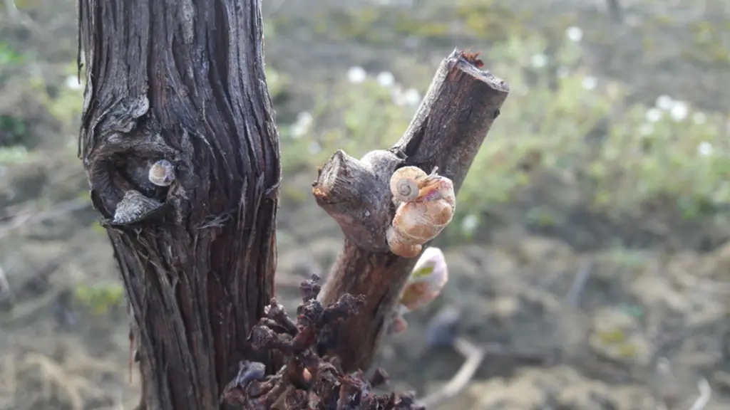 Un des risques majeurs est l’attaque des bourgeons. © De Sangosse