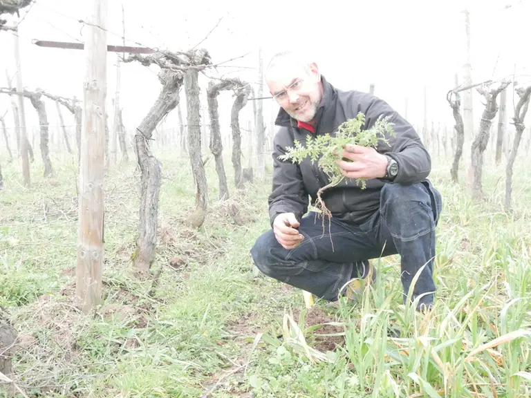 Pour Hubert Gerber, viticulteur en Alsace, les avantages de la viticulture de conservation des sols sont nombreux. © X. Delbecque