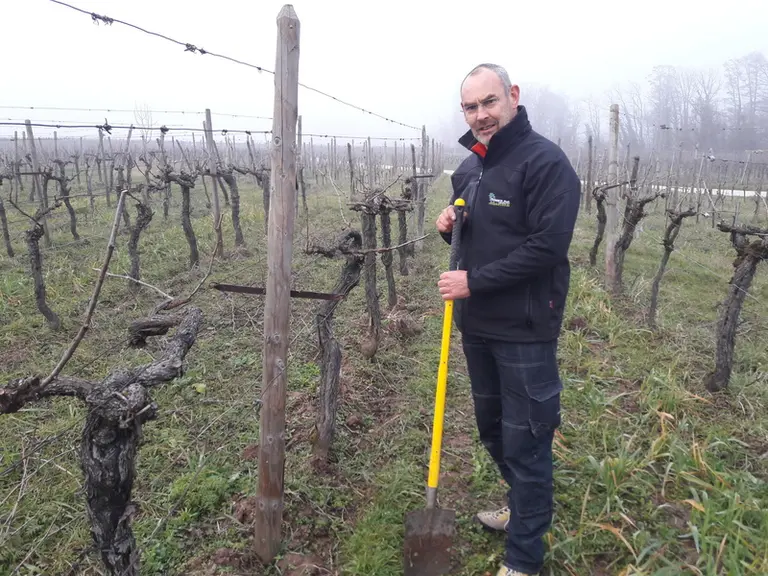 Pour Hubert Gerber, viticulteur en Alsace, les avantages de la viticulture de conservation des sols sont nombreux. © X. Delbecque