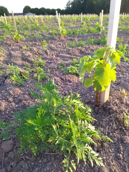 L’ambroisie est fort envahissante et peut jouer une concurrence hydrique pour la vigne. © Fredon