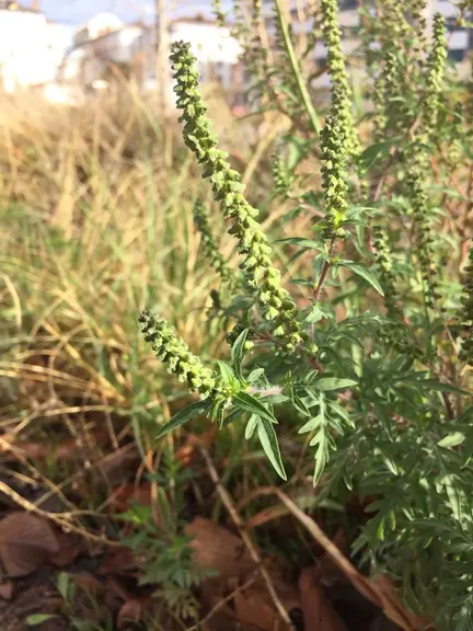 Ces longs épis sont des fleurs mâles qui libèrent le pollen hautement allergisant de mi-août jusqu’en octobre. © Fredon