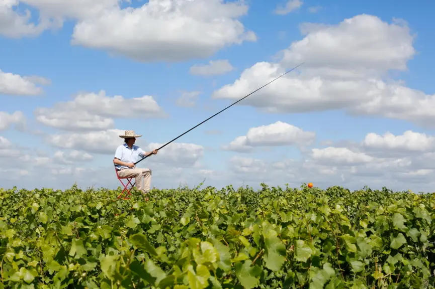En guise d'autoportrait, Jean-Charles Gutner s'est représenté en "pêcheur" de feuilles dans les vignes.  © J.-C. Gutner