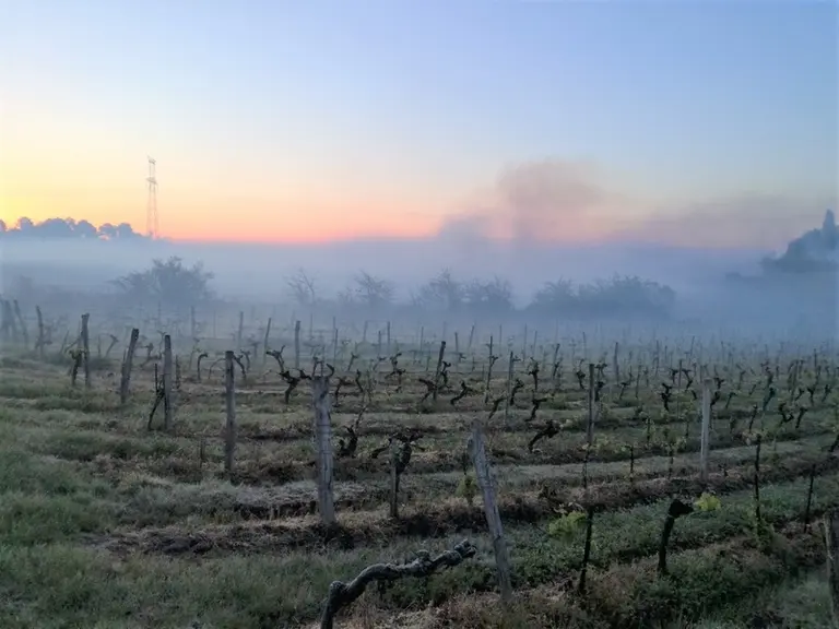 Le brouillard est efficace contre le gel car il piège la chaleur au sol et fait écran entre les rayons solaires du petit matin et les bourgeons gelés.