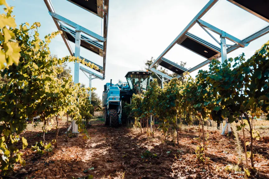 Perchés à plus de 4 m de haut, les panneaux n'empêchent pas la machine à vendanger de passer dans les rangs où il n'y a pas de poteaux. © Ombréa