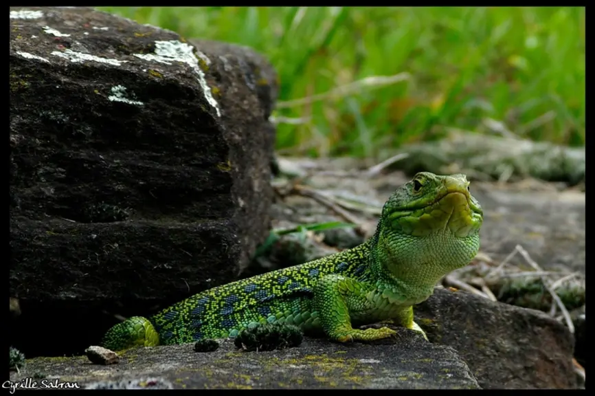 Lézard ocellé mâle au stade adulte : on distingue bien les ocelles caractéristiques de couleur bleu vif © C. Sabran
