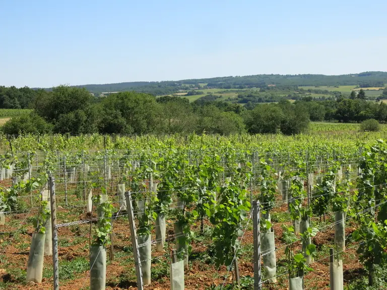Le vignoble de Saint-Sornin est exposé sud, sur des coteaux argilocalcaires.  © C. Gerbod