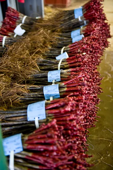 Si malgré le contexte de la crise sanitaire, les livraisons de plants ont pu s'effectuer, le volume exporté par les pépiniéristes français a diminué e