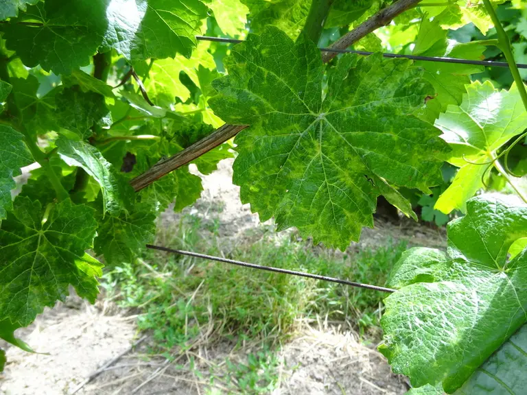 Maladie du pinot gris sur pinot dans l’Aube en 2017. © IFV