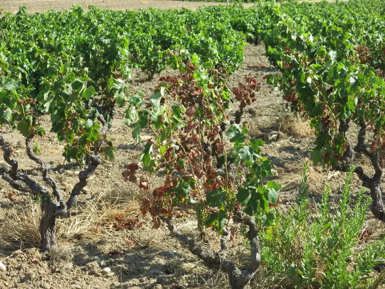La sécheresse fait partie des incidents climatiques concernés par le dispositif fiscal permettant que l'imposition de l'indemnité reçue suite à un dom