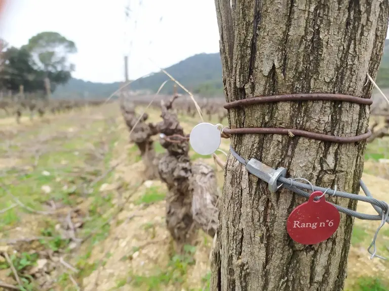 Cuvée privée se charge de graver le médaillon au nom de l'adopteur et de le positionner dans les vignes. Chaque rang est numéroté afin de permettre à