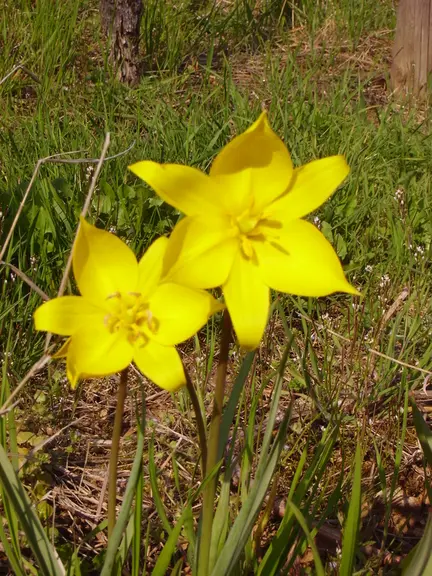 La tulipe sauvage fleurit entre fin mars et début avril . © Domaine Gild