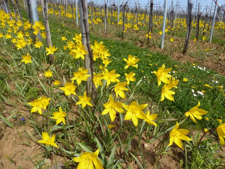 La tulipe sauvage se développe dans les rangs travaillés. © Domaine Gild