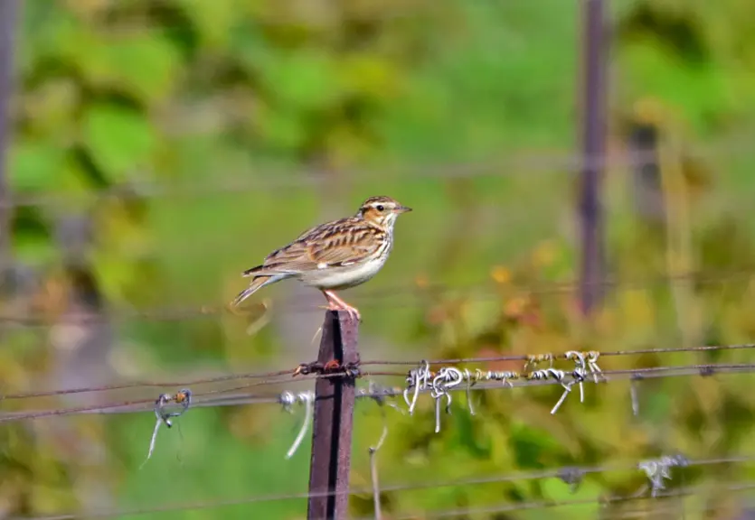 L’Alouette lulu aime se percher sur des piquets de vigne. © A. Bossus