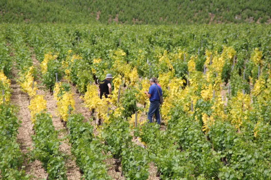 Parcelle atteinte par le court-noué (Chablis 2918).  © Inrae