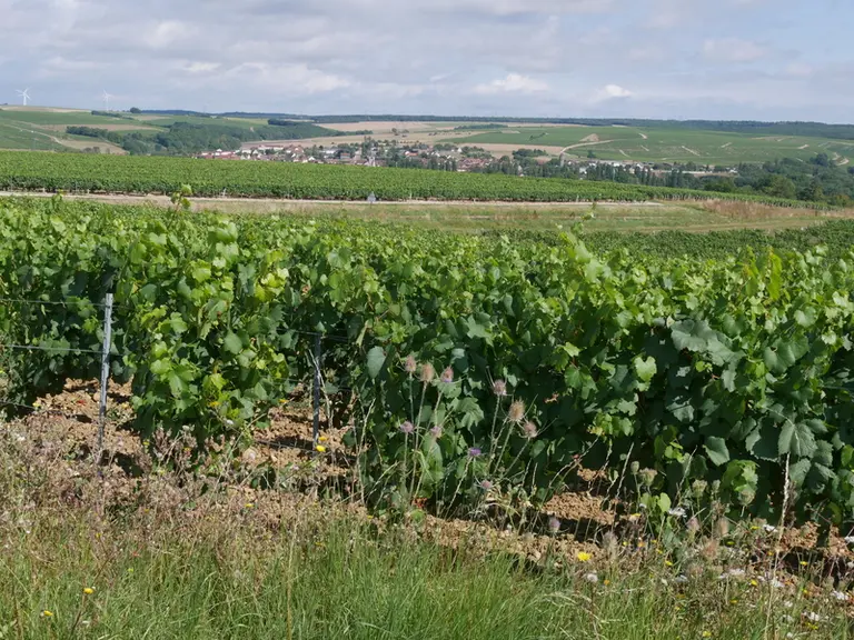 Selon Cleve Backster, les végétaux, et donc la vigne, seraient capables de capter nos intentions.