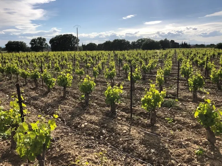 Le gobelet palissé avec juste deux releveurs permet d'adapter le haut de la vigne aux conditions du millésime. Port retombant en cas de sécheresse, ro