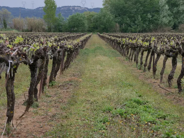 21 avril 2021 L'effet du désherbage électrique commence à être visible au bout de quelques heures quand on regarde la perspective.