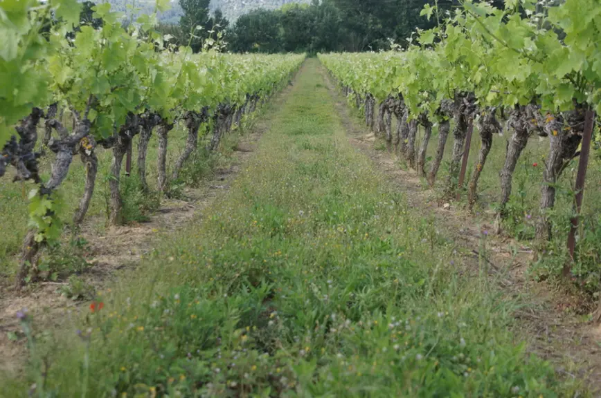 19 mai 2021 Un mois après le passage le cavaillon est globalement dégagé, mais on observe des touffes d'herbe au pied des ceps et des piquets, là où l
