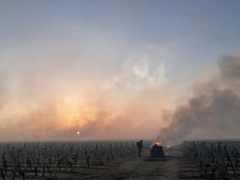 La fumée issue des feux de paille peut, lorsque c'est bien effectué, protéger des effets dévastateurs des rayons de soleil au petit matin.