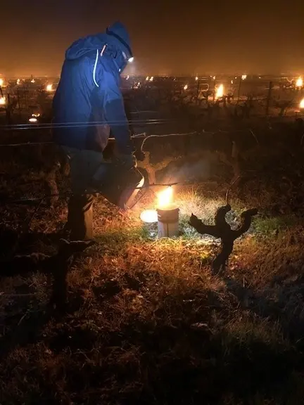 Les vignes de Laurent Perraud ont gelé en 2021 malgré la lutte à l'aide de bougies.