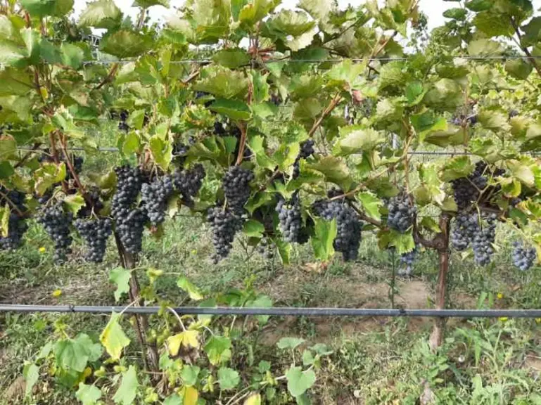 Essai de touriga nacional dans le Vaucluse.