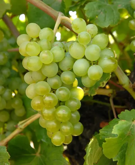 Les grappes du verdejo sont très compactes, ce qui les rend sensibles à la pourriture grise.