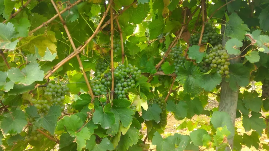 Le verdejo affectionne les terres argileuses moyennement calcaires et supporte bien les variations de température.