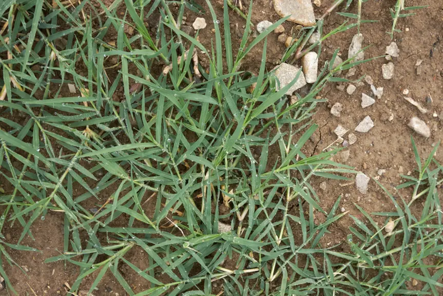 Chiendent pied-de-poulePlante vivace à rhizomes et stolons, le chiendent se développe sur des sols compactés, humides ou non. Il recherche la sécheresse du sol, qu’il aggrave. Il a une prédilection pour les sols sableux à limono-sableux et prolifère avec le travail du sol superficiel (lames par exemple).Monocotylédone. Graminée. Épiaison de juillet à octobre.