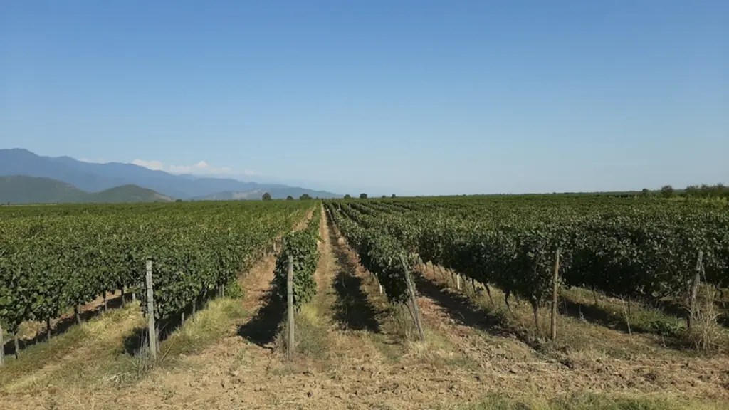 Parcelle de Saperavi en Georgie, son berceau d’origine.