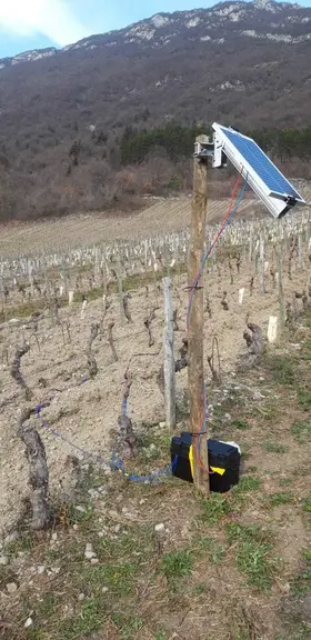 Grâce à ces électrodes insérées dans les pieds de vigne, la société helvète Vivent enregistre les signaux électriques émis par la vigne. Une intelligence artificielle tente ensuite de les décrypter.