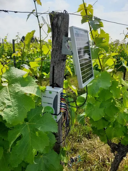 Le boîtier commercialisé par Vegetal Signals permet de suivre le statut hydrique de la vigne. Dès l'an prochain, il devrait donner une indication sur les attaques de mildiou et sur l'évolution de la maturité.