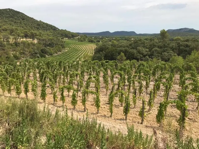 Parcelle d’assyrtiko au Château La Roque, dans l'aire d'appellation pic-saint-loup, au nord de Montpellier.