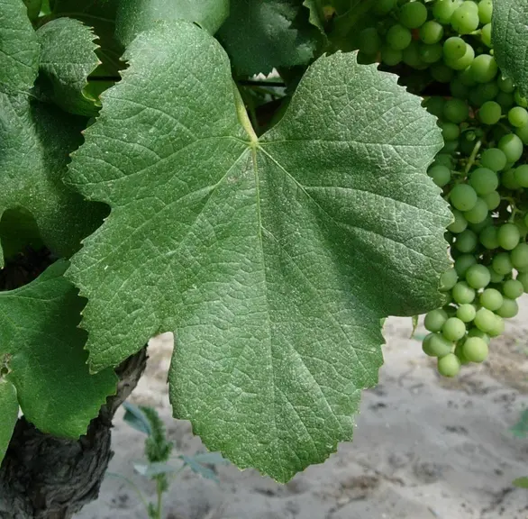 Les feuilles de l'assyrtiko ont des sinus peu profonds.