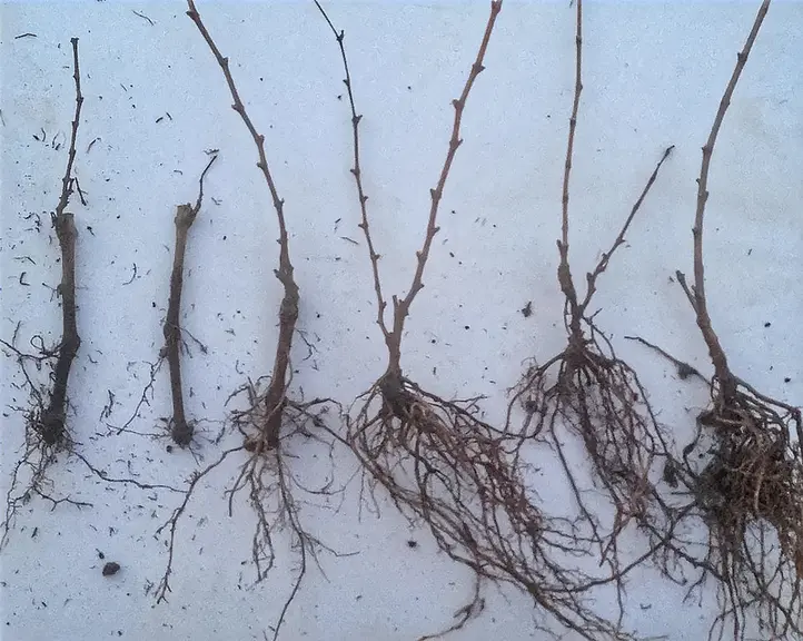 Les trois ceps de gauche, issus d'un bouturage à trois yeux classique, ont un chevelu racinaire beaucoup moins dense que les trois pieds de droite, pr