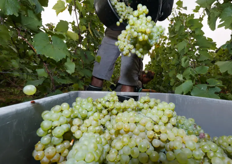 Les domaines conquis par la vendange manuelle nocturne avancent un gain en efficacité.