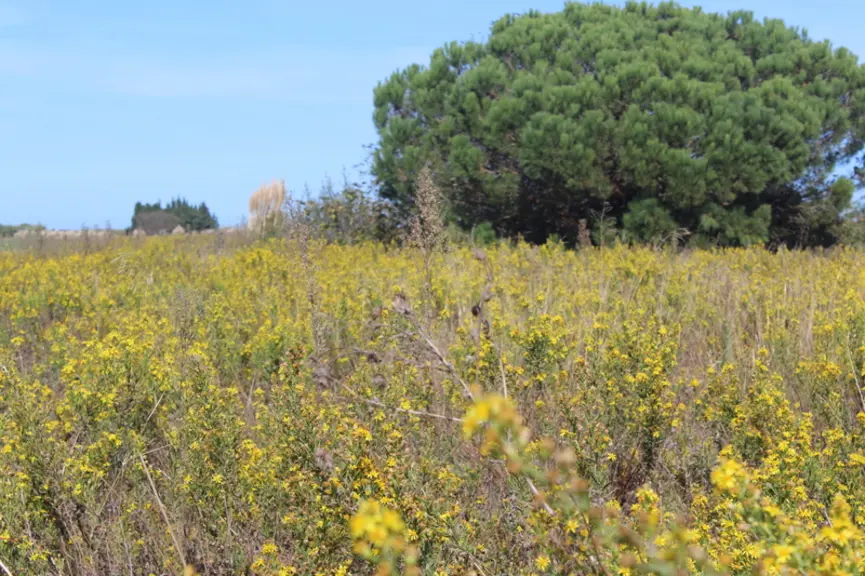 Plante endémique de la Méditerranée, l'inule visqueuse se plaît dans les friches des Pyrénées-Orientales.