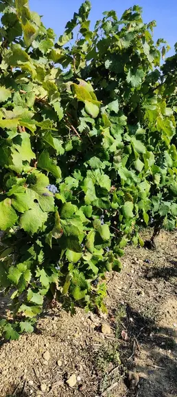 Parcelle de zinfandel au Domaine de l'Arjolle, à Pouzolles, dans l'Hérault.