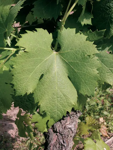 Les feuilles du rivairenc sont grosses et découpées, avec cinq lobes bien distincts.