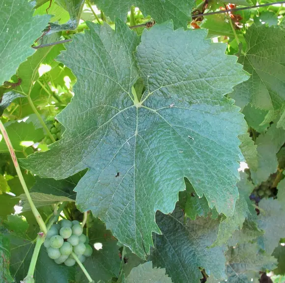 Les feuilles de lilaro sont rondes, avec des sinus latéraux peu prononcés.