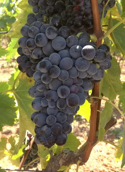 Malgré des grappes grosses et compactes, lilaro est peu sensible à la pourriture grise.
